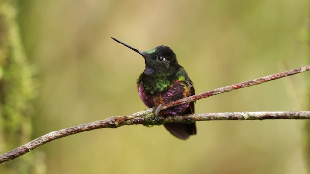 Inca Ventrivioleta - ML201609241