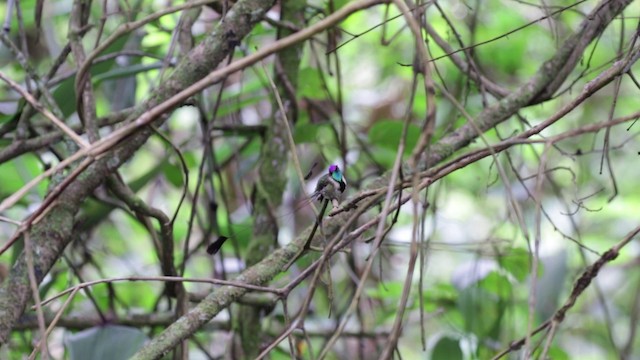 Colibrí Admirable - ML201609261