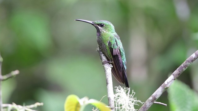 Brustband-Brillantkolibri (schreibersii) - ML201609271