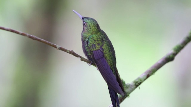 Brustband-Brillantkolibri (schreibersii) - ML201609281