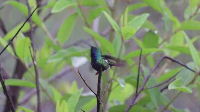 Black-throated Mango - ML201609301
