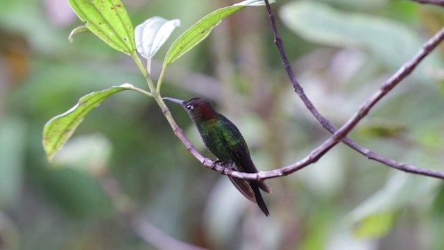 kolibřík fialovočelý - ML201609311