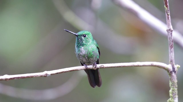 Colibrí Puntiblanco Oriental - ML201609341