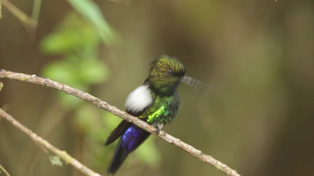 Glowing Puffleg - ML201609391