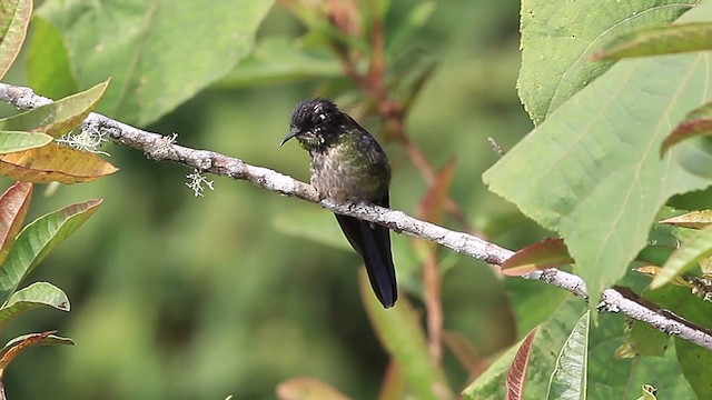 Colibri à dos noir - ML201609451