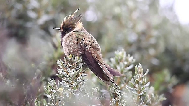 kolibřík tolimský - ML201609461