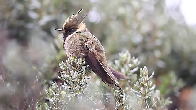 Colibrí Chivito del Nevado del Ruiz - ML201609461