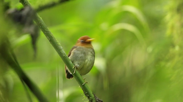 Hooded Antpitta - ML201609471