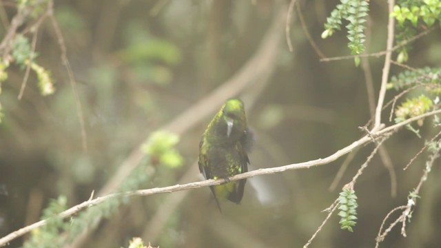 Black-thighed Puffleg - ML201609501