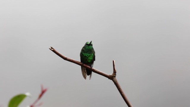 Short-tailed Emerald - ML201609511