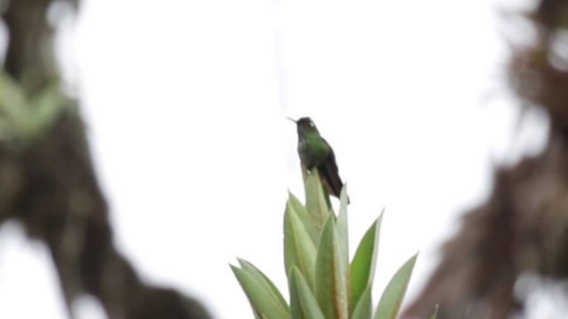 Kıvrık Gagalı Kolibri - ML201609531