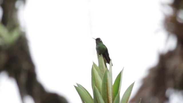 Colibrí Picolezna - ML201609531