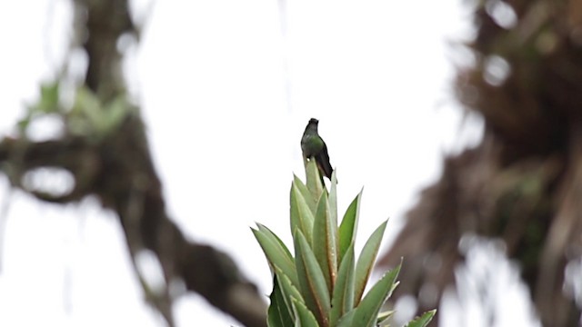 kolibřík ostrozobý - ML201609541
