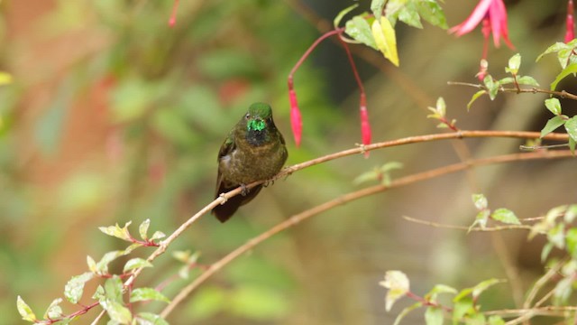 Tyrian Metaltail (Tyrian) - ML201609551