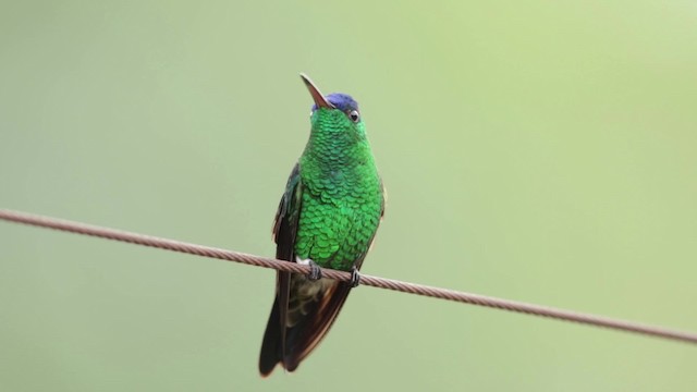 Indigo-capped Hummingbird - ML201609561