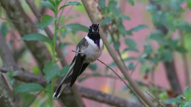 Colibrí Noble Oriental (nobilis) - ML201609571