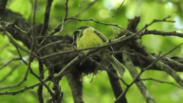 ミナミヒゲハエトリ - ML201609641