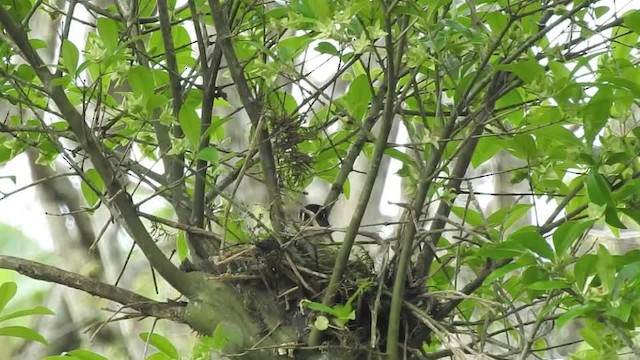 Crested Becard - ML201609661