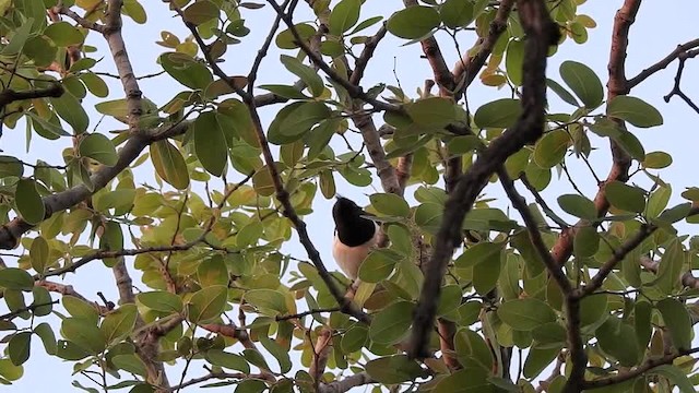 Curl-crested Jay - ML201609681