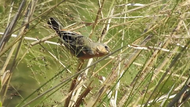 Tawny-bellied Seedeater - ML201609711
