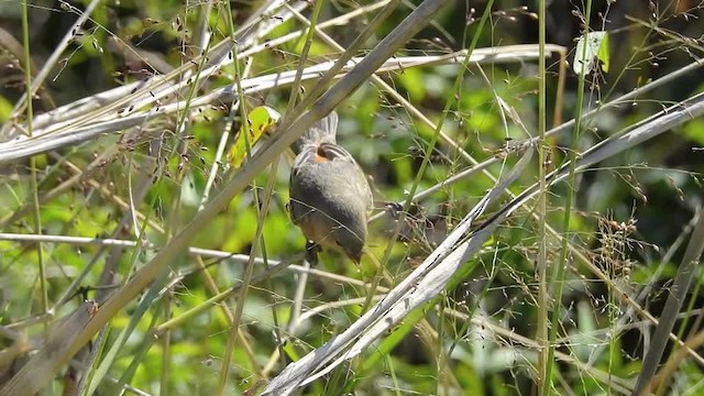 Tawny-bellied Seedeater - ML201609721