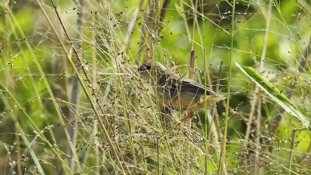Tawny-bellied Seedeater - ML201609731