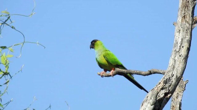 Aratinga Ñanday - ML201609751