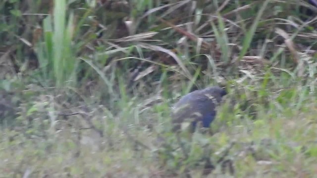 Slaty-breasted Wood-Rail - ML201609811