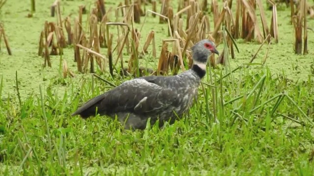 Southern Screamer - ML201609821