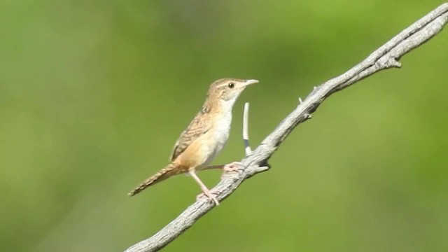 コバシヌマミソサザイ（platensis／polyglottus） - ML201609851