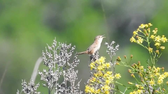 Grass Wren (Pampas) - ML201609861