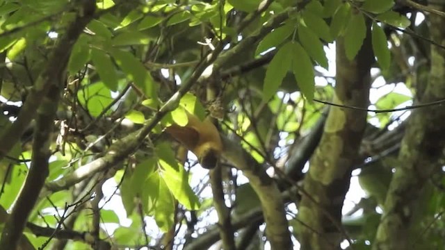 Buff-fronted Foliage-gleaner - ML201609881