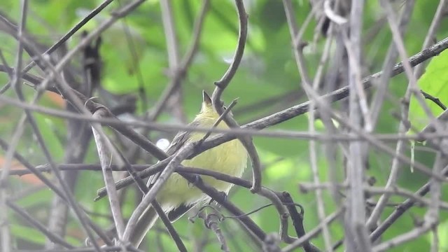 Yellow Tyrannulet - ML201609891