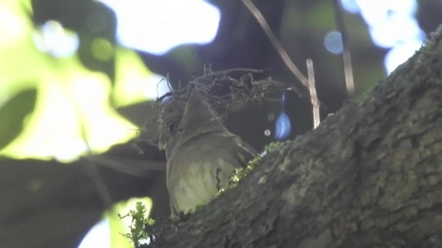 Greenish Elaenia (Greenish) - ML201609901