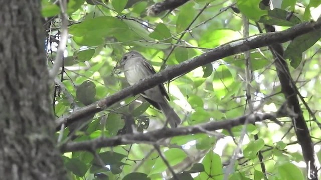 Greenish Elaenia (Greenish) - ML201609911