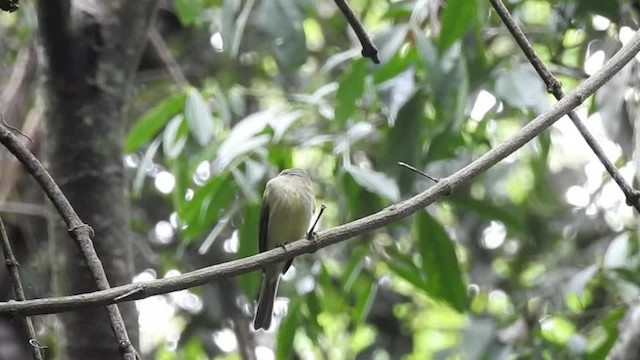 Greenish Elaenia (Greenish) - ML201609921