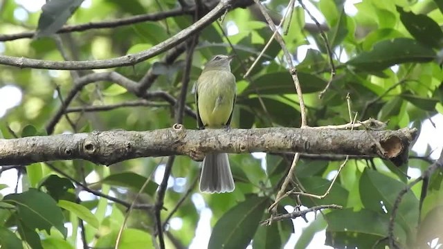 Greenish Elaenia (Greenish) - ML201609931