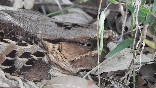 Common Pauraque - ML201609951