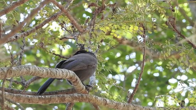 Purplish Jay - ML201609991