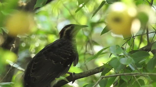 Pheasant Cuckoo - ML201610001