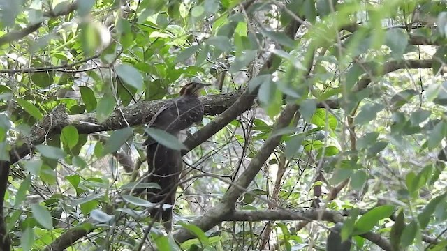 Cuclillo Faisán - ML201610011