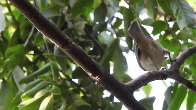 Orange-headed Tanager - ML201610021