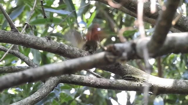 Olive Spinetail - ML201610031