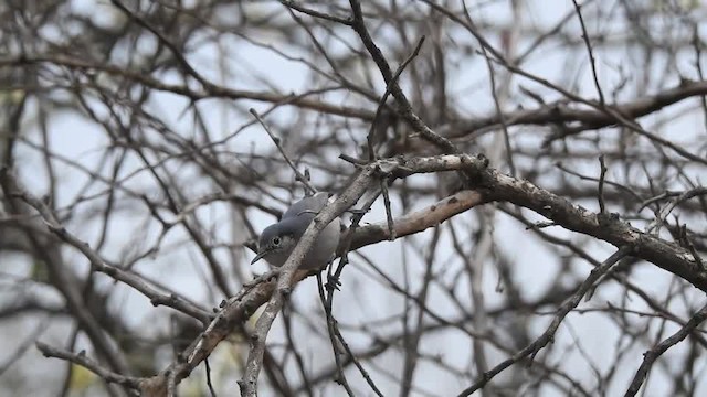 Gobemoucheron masqué - ML201610041