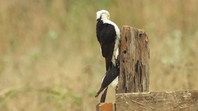 Carpintero Blanco - ML201610051