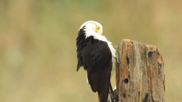 White Woodpecker - ML201610061