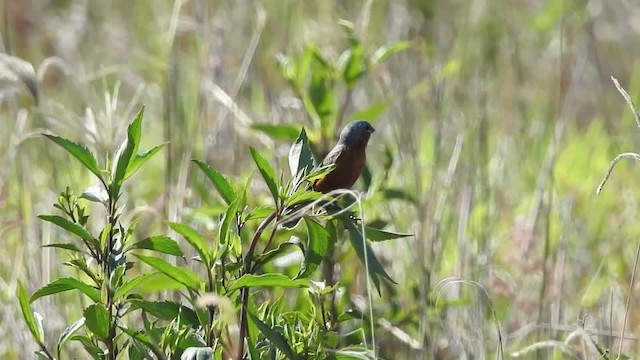 Sporophile à croupion roux - ML201610081