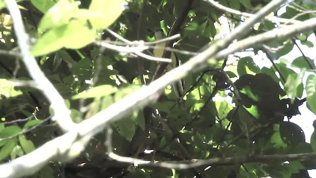 Rufous-margined Antwren - ML201610091