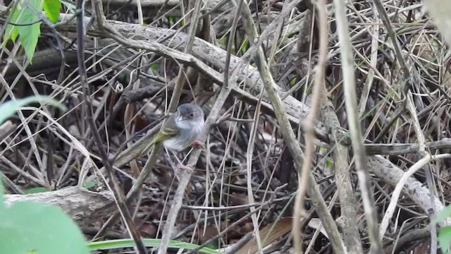 ギンバラコビトドリモドキ - ML201610121