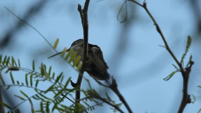 Blue-tufted Starthroat - ML201610131